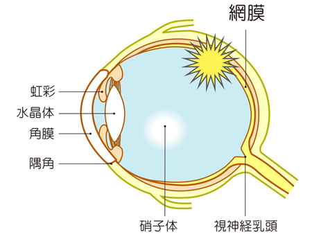 眼の構造